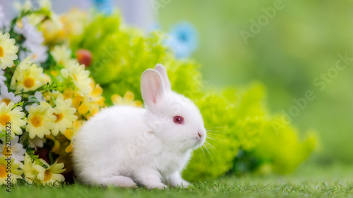 Lovely bunny easter fluffy baby rabbit with a basket full of colorful flowers and easter eggs on green garden nature background on warmimg day. Symbol of easter day festival. photo