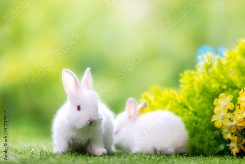 Lovely bunny easter fluffy baby rabbit with a basket full of colorful flowers and easter eggs on green garden nature background on warmimg day. Symbol of easter day festival. photo