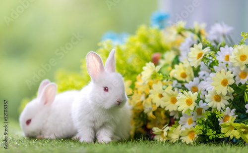 Lovely bunny easter fluffy baby rabbit with a basket full of colorful flowers and easter eggs on green garden nature background on warmimg day. Symbol of easter day festival. photo