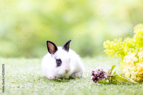 Lovely bunny easter fluffy baby rabbit with a basket full of colorful flowers and easter eggs on green garden nature background on warmimg day. Symbol of easter day festival. photo