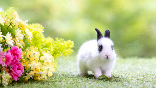 Lovely bunny easter fluffy baby rabbit with a basket full of colorful flowers and easter eggs on green garden nature background on warmimg day. Symbol of easter day festival. photo