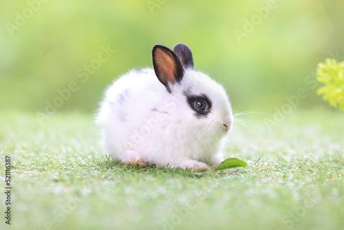 Lovely bunny easter fluffy baby rabbit with a basket full of colorful flowers and easter eggs on green garden nature background on warmimg day. Symbol of easter day festival. photo