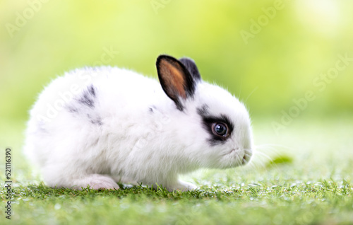 Lovely bunny easter fluffy baby rabbit with a basket full of colorful flowers and easter eggs on green garden nature background on warmimg day. Symbol of easter day festival. photo