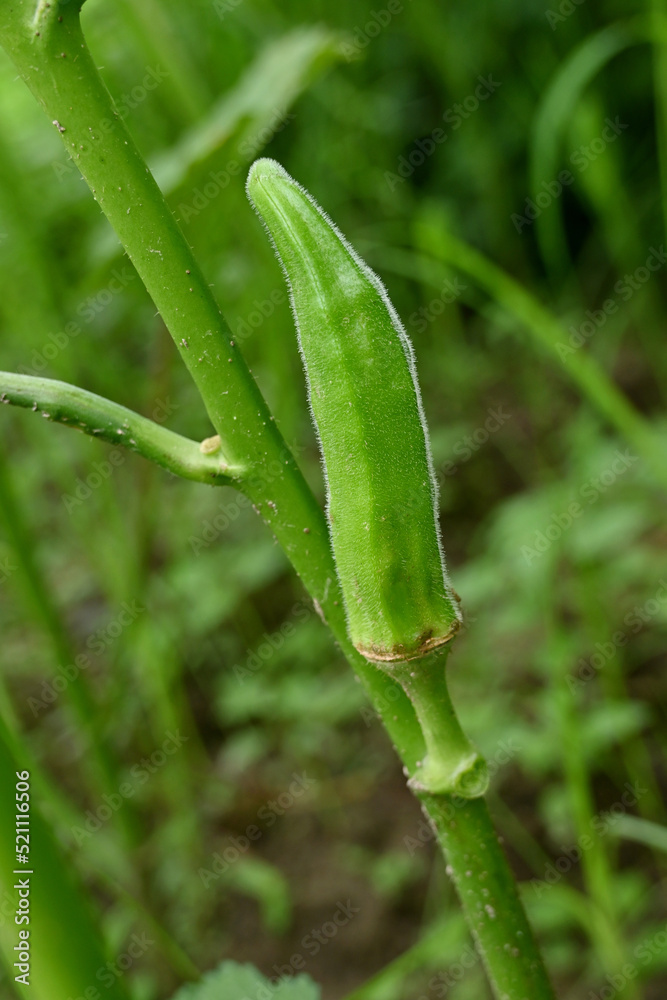 closeup the ripe green ladyfinger with leaves and plant growing in the farm soft focus natural green brown background. closeup the ripe green ladyfinger with leaves and plant growing in the farm soft focus natural green brown background.