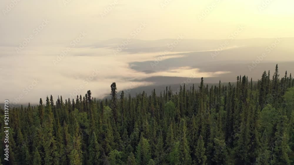 Beautiful sunrise landscape aerial view boreal forest in North America. Flying over coniferous trees. Misty morning in mountains.