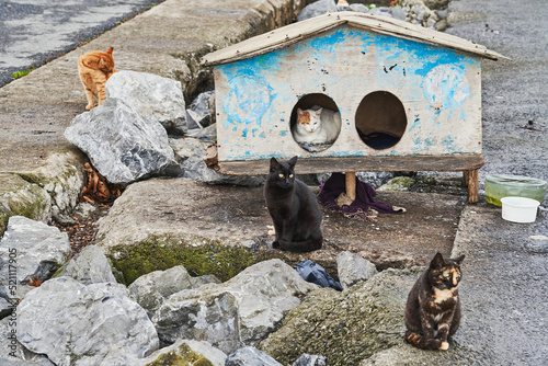 House of Cats, Istanbul