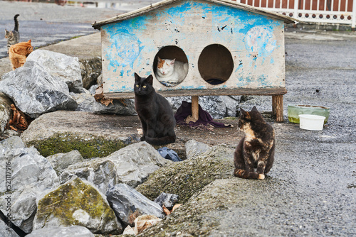 House of Cats, Istanbul