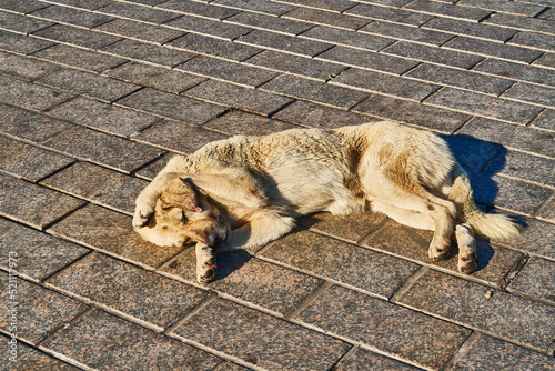 Sleeping dog, Istanbul  photo