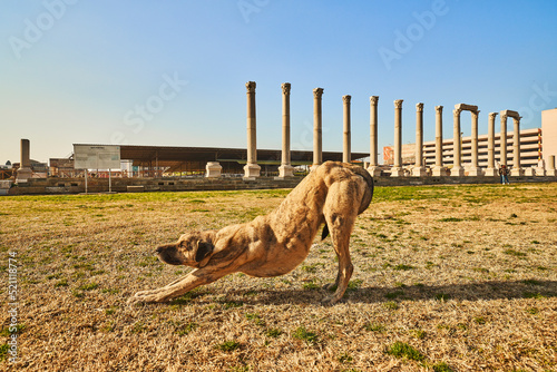 Stretching Dog in front of the ruins. photo