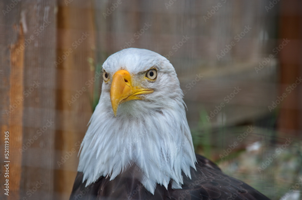 Obraz premium Portrait of bald eagle in animal sanctuary
