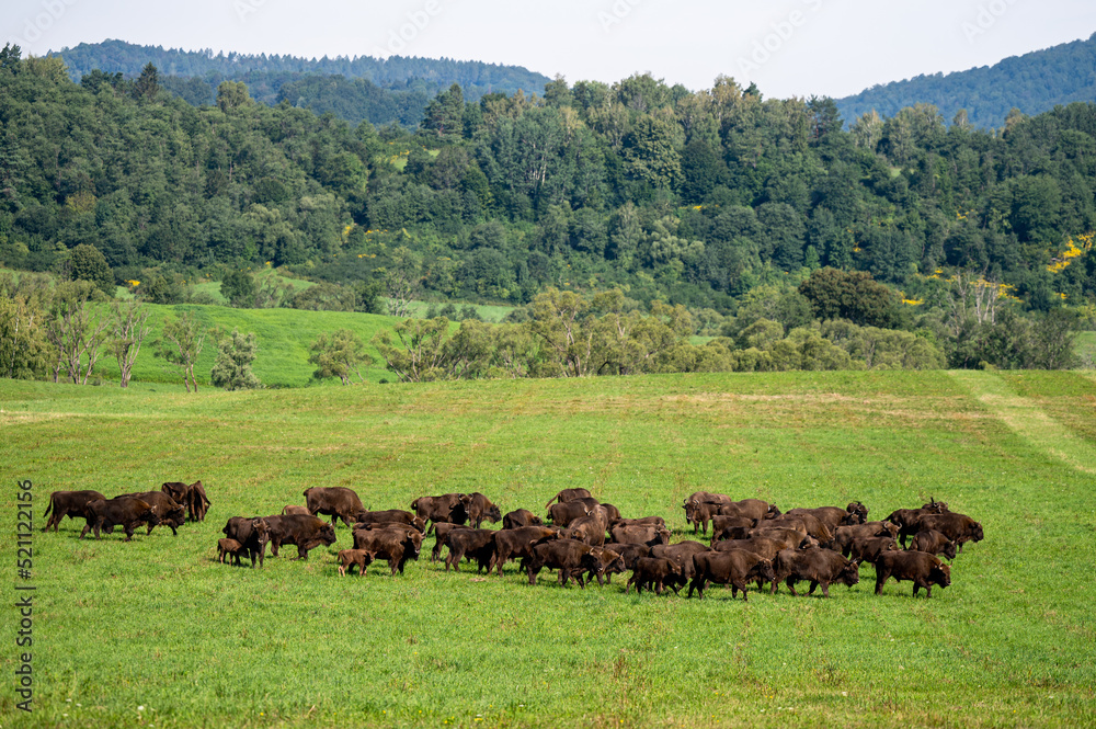 European Bison (Bison bonasus) herd in a meadow. The Bieszczady Mountains, Carpathians, Poland.