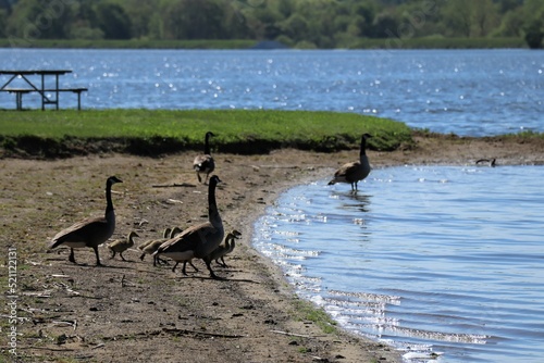geese family on the lake © Lion and Light