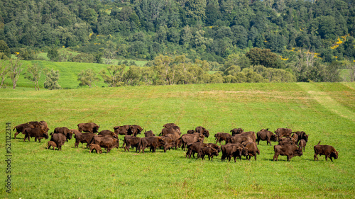 Fotografia European Bison (Bison bonasus) herd in a meadow