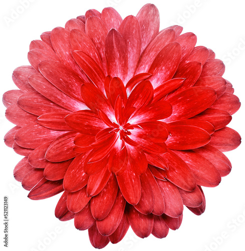 Red  flower  isolated on  white background.  No shadows with clipping path. Close-up. Nature.