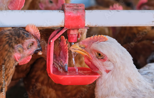 Free range organic backyard Chickens hens drinking water by nipple drinker