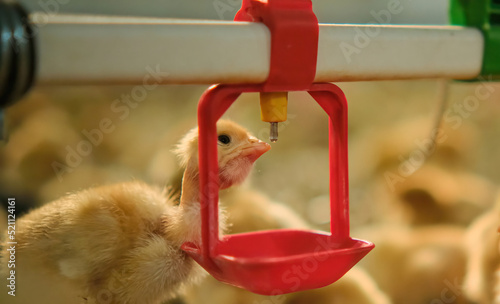 farm Chickens poultry drinking water by nipple drinker system fresh water photo