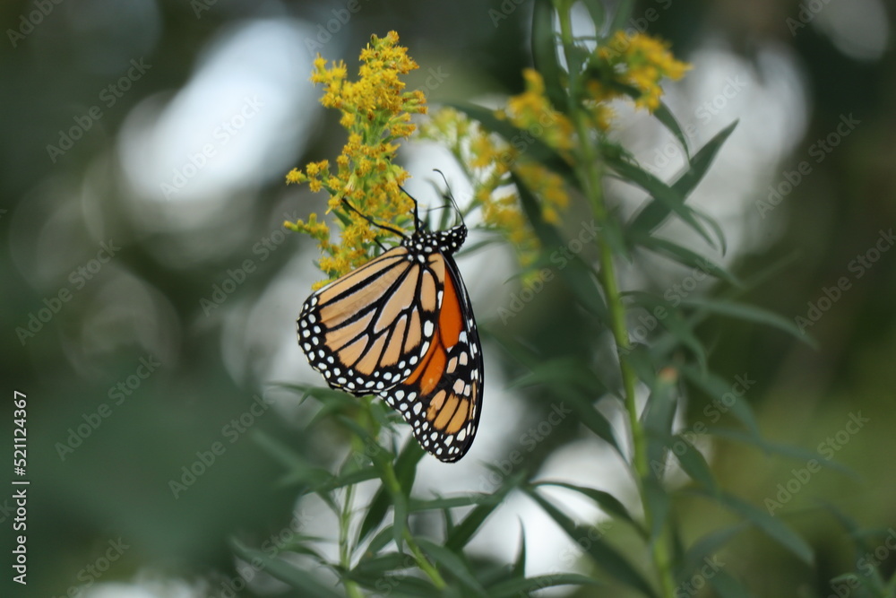 monarch butterfly on goldenrod