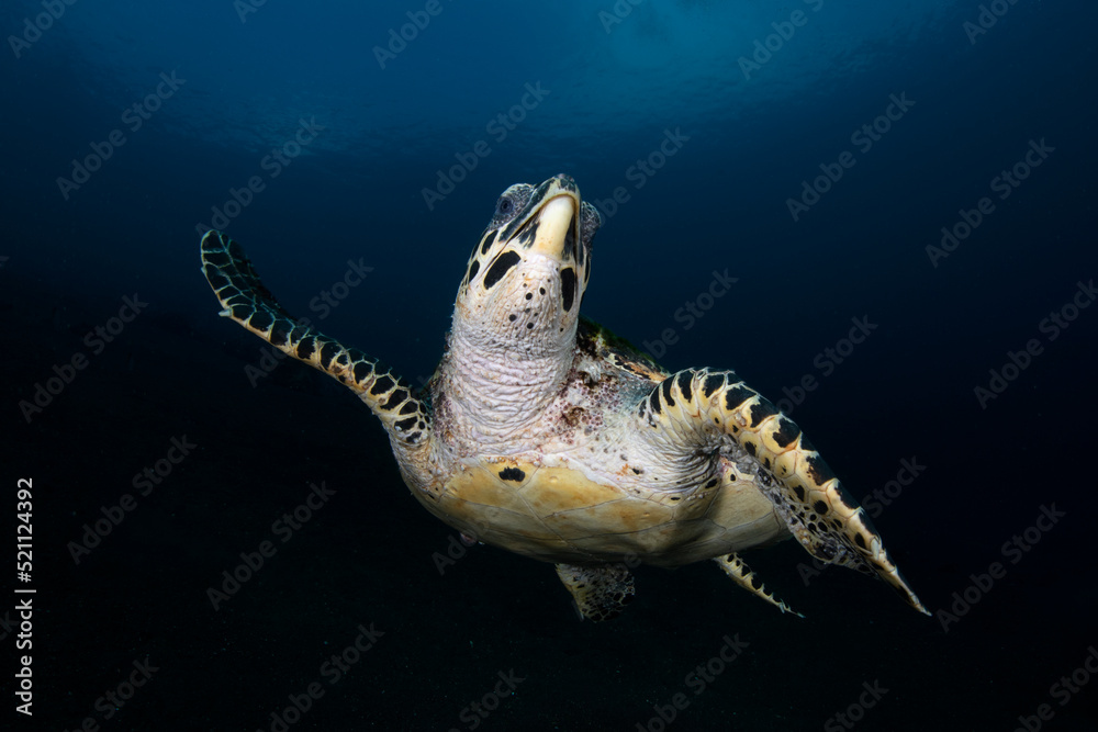 Obraz premium Hawksbill Turtle - Eretmochelys imbricata swims along the seabed. Sea life of Tulamben, Bali, Indonesia.