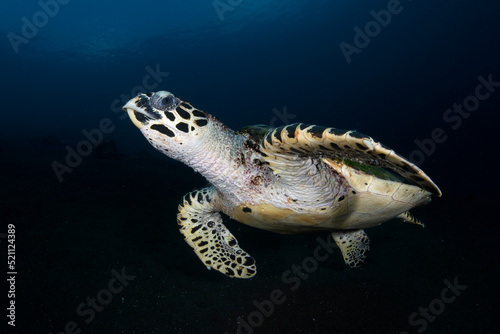 Hawksbill Turtle - Eretmochelys imbricata swims along the seabed. Sea life of Tulamben  Bali  Indonesia.