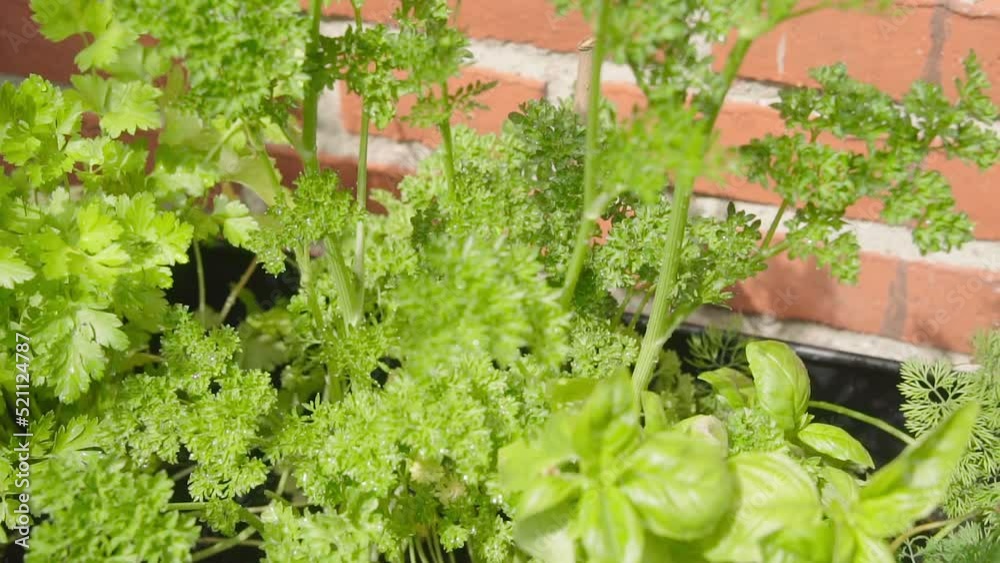 Kitchen herbs in the garden blowing in the wind Close Up Slow Motion Kitchen herbs in the garden blowing in the wind Close Up Slow Motion