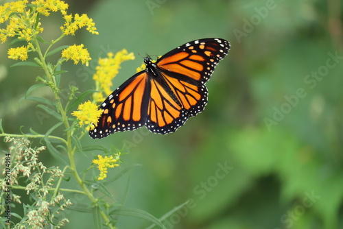 Fotografiet monarch butterfly on goldenrod