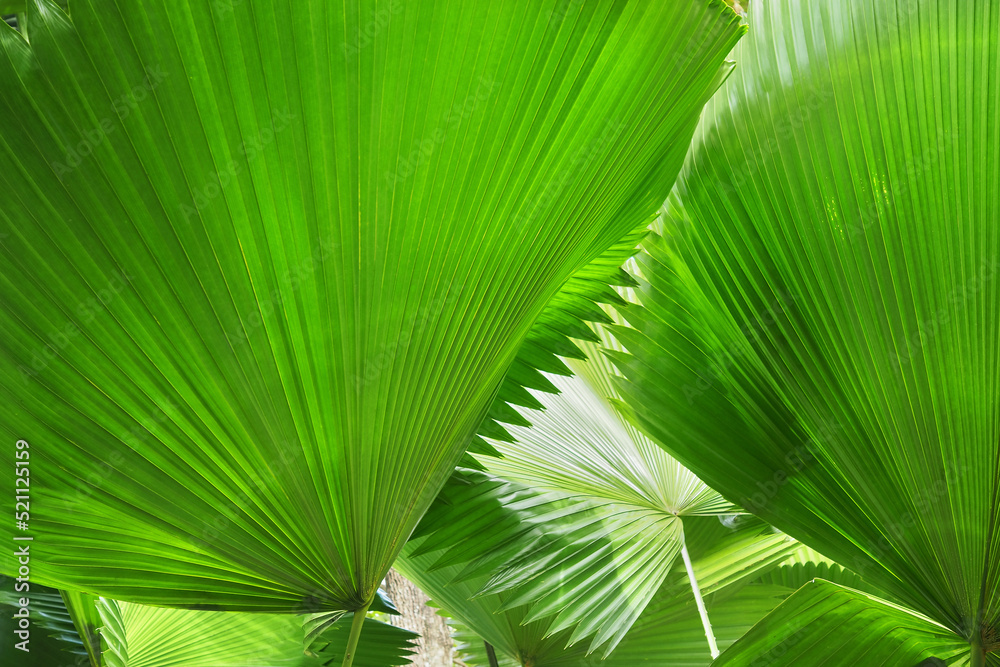 Tropical fan palm leaf texture.forest and environment concept Tropical fan palm leaf texture.forest and environment concept