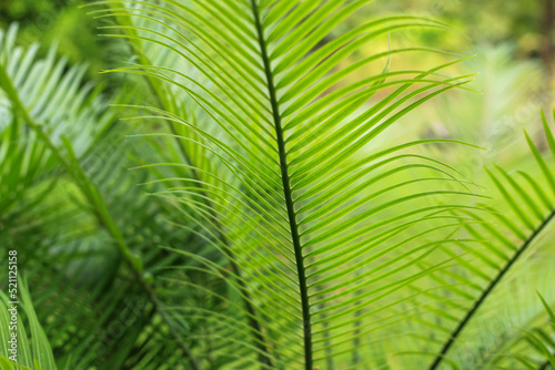 Palm leaf in nature