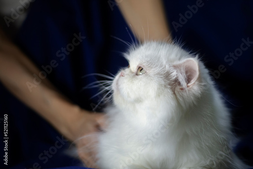 White fluffy classic persian cat