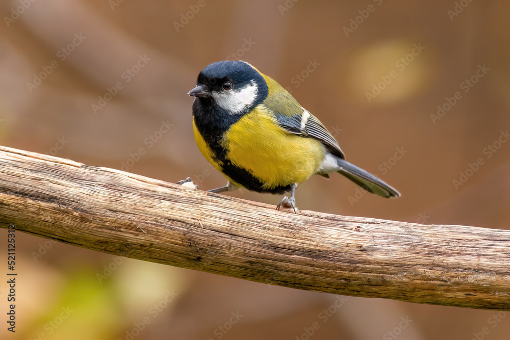 Obraz premium a great tit sits on a branch