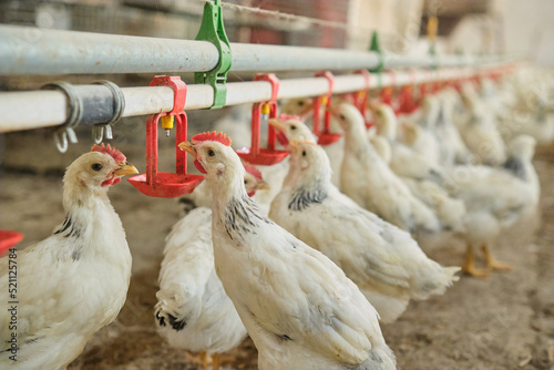 many Chickens poultry in hot stress drink fresh water nipple system in Farm