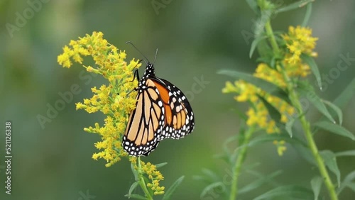 Monarch butterfly on goldenrod