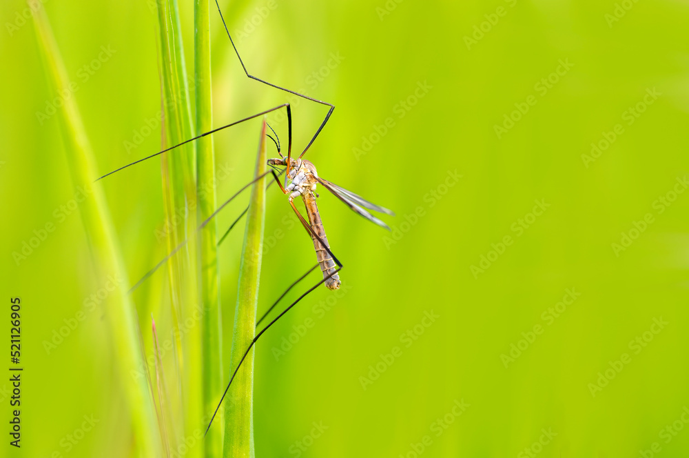 one crane fly sits on blades of grass in a meadow one crane fly sits on blades of grass in a meadow