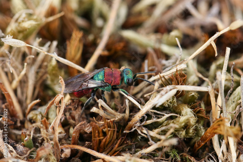 A rare Noble Cuckoo Wasp, Hedychrum nobile, posing on vegetation on the ground. It is a species of parasitic wasp and had been searching through the grass for digger wasp nests in the sandy soil. photo