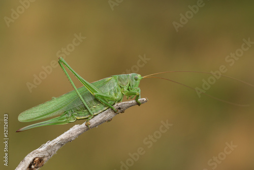 A rare Great Green Bush-cricket, Tettigonia viridissima, resting on a twig.