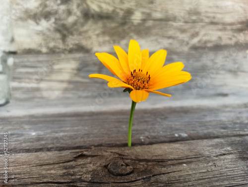 yellow flower shot on a wooden background - close-up © Oleg