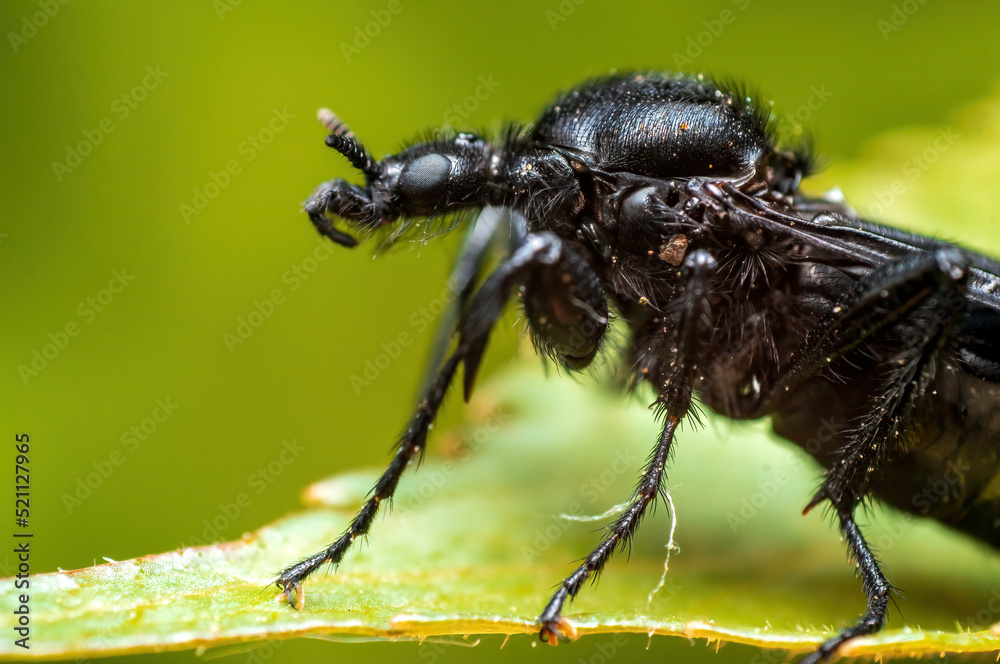 one March fly sits on a leaf in a forest one March fly sits on a leaf in a forest