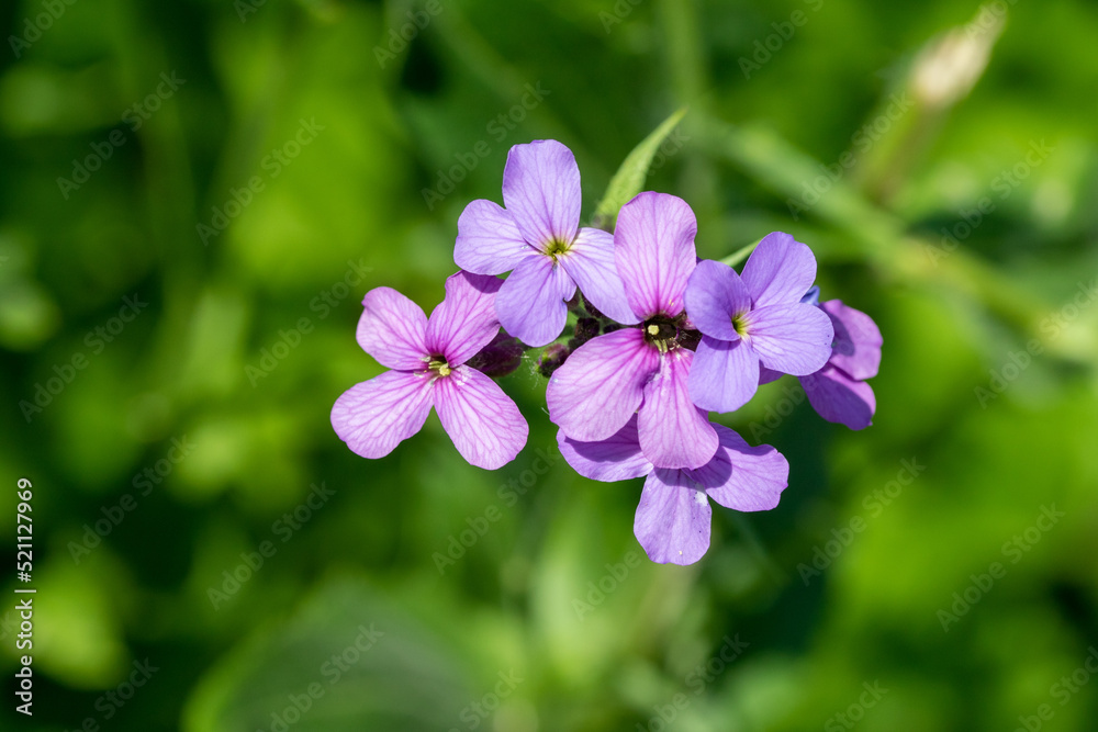 Wild Ivan Chai Rosebay Willowherb (Epilobium angustifolium) – nature. Wild Ivan Chai Rosebay Willowherb (Epilobium angustifolium) – nature.
