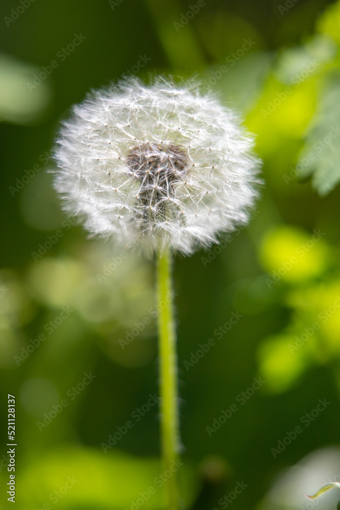 Fluffy white dandelion on a blurry background of nature Fluffy white dandelion on a blurry background of nature