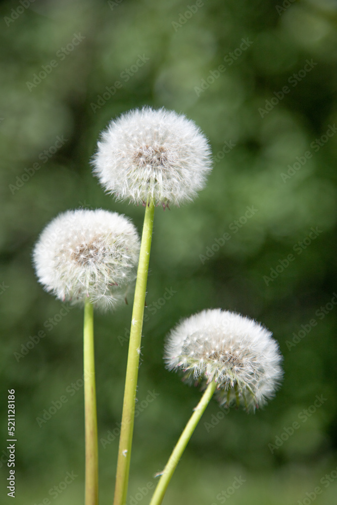 White dandelions on a blurred green background. White dandelions on a blurred green background.