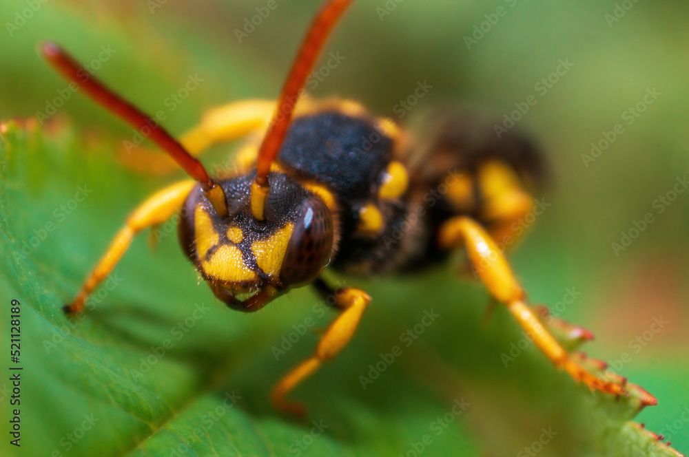 one wasp sits on a leaf in a meadow one wasp sits on a leaf in a meadow