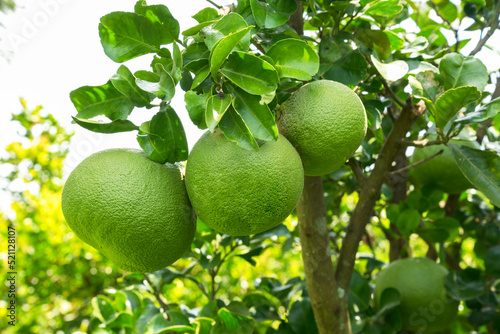 Bunch of Pomelo are hanging on the pomelo tree branch photo