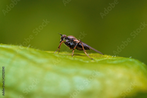 one robber fly sits on a leaf and waits for prey © Mario Plechaty