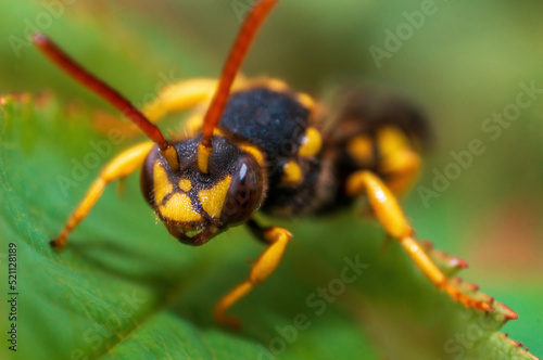 one wasp sits on a leaf in a meadow