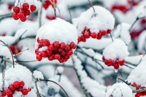 Red viburnum berries covered with snow. Viburnum bush in winter