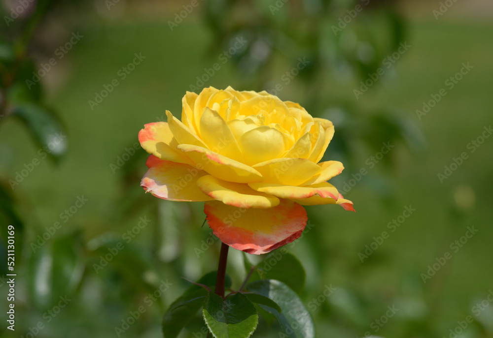 スペクトラ バラの花 スペクトラ バラの花