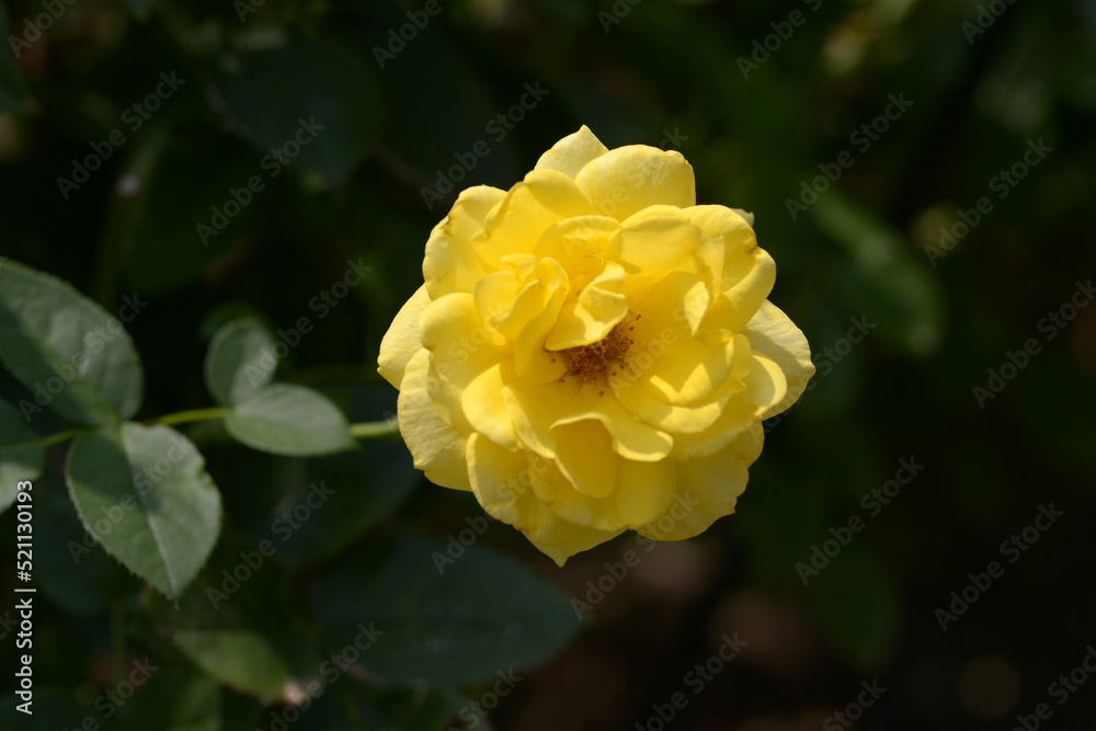 伊豆の踊り子　バラの花