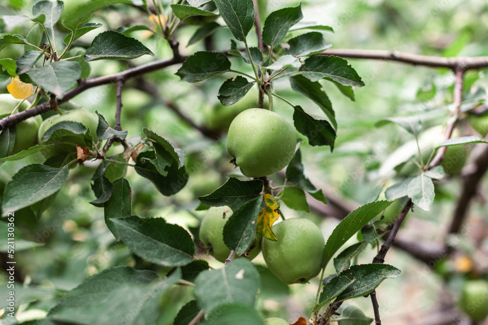 Green apples weigh on a tree branch in the garden. Unripe apples. Apples affected by the disease, on the branch of an apple tree in the garden.