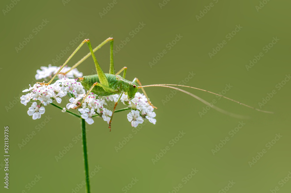 one green grasshopper sits on a flower in a meadow one green grasshopper sits on a flower in a meadow