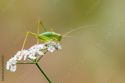 Fotobehang one green grasshopper sits on a flower in a meadow