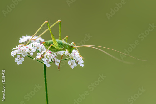 Foto one green grasshopper sits on a flower in a meadow